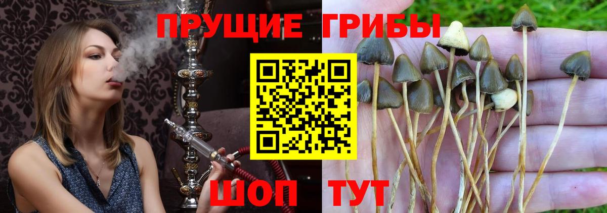 Псилоцибиновые грибы мицелий Снежинск